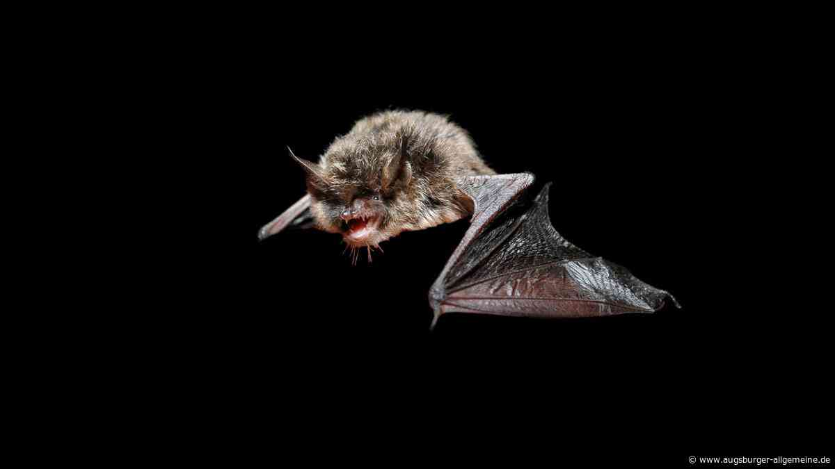 Lebt die Nymphenfledermaus auch in Mittelschwaben? Das wird jetzt untersucht