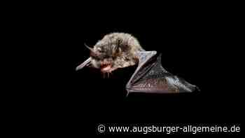 Lebt die Nymphenfledermaus auch in Mittelschwaben? Das wird jetzt untersucht