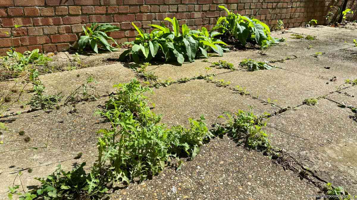 Gardeners urged to pour 1 common item on patio weeds to get rid of them for good