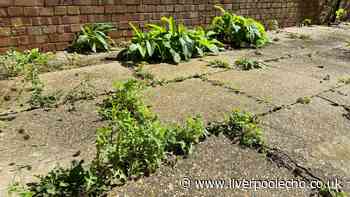 Gardeners urged to pour 1 common item on patio weeds to get rid of them for good