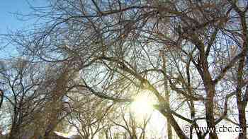 Mayor bringing plan to reverse cut to tree budget at last Winnipeg council meeting before break