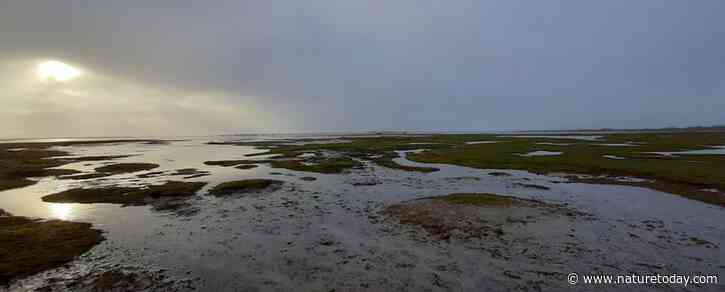 Landschapsecologische systeemanalyse van het voormalige estuarium Lauwersmeer – deel 2: Methodiek, resultaten en vervolg