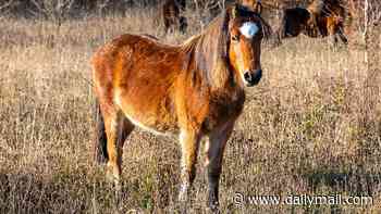 Dartmoor ponies are saved! Fate of endangered animals is safe after fierce backlash from campaigners