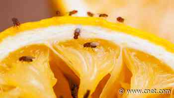 These Fruit Fly Repelling Tips From an Entomologist Actually Work