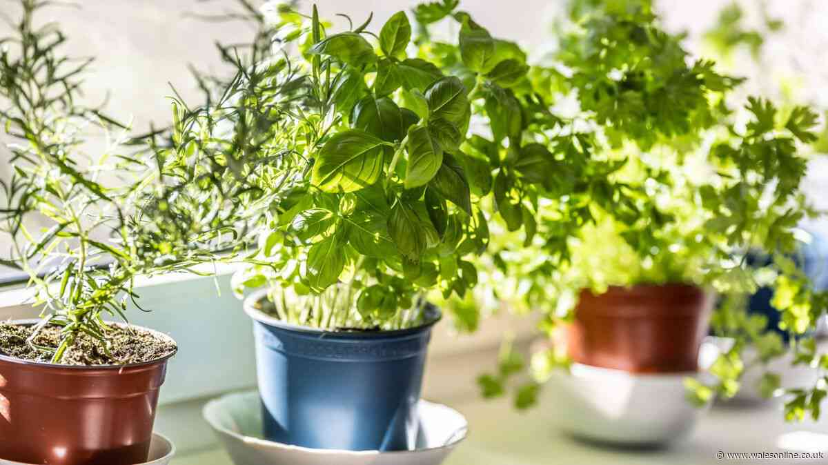 Keep your herbs alive in UK heatwave by making easy change