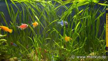 Zu warm im Becken? So bauen Sie sich einen Aquariumkühler selbst – günstig und effektiv