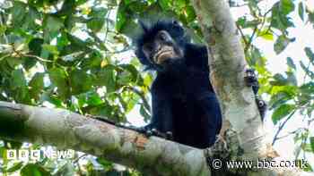 New monkey species with orange lips found 'hiding' in DR Congo forest