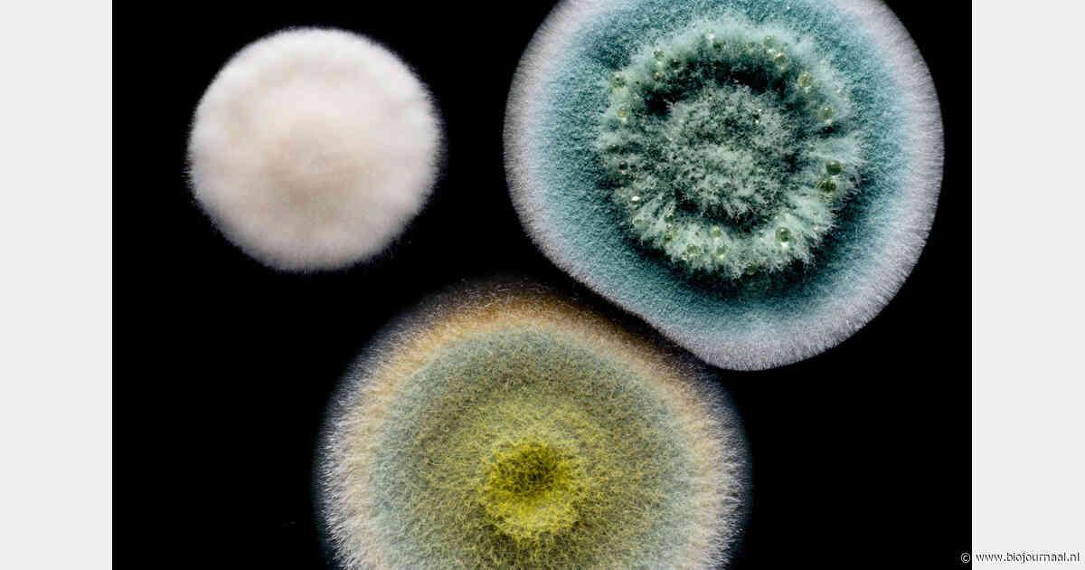 NWO stelt 26 miljoen euro beschikbaar voor onderzoek naar microbiomen