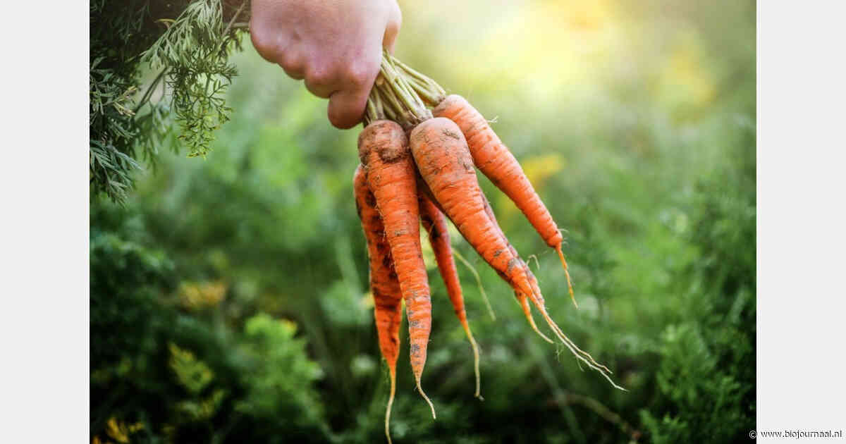 Odin deelt eerste ervaringen met teelt zaadvaste groenterassen