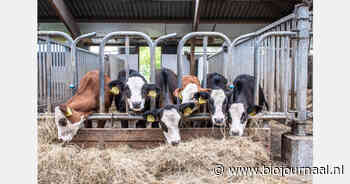 Ruim 2 miljoen euro subsidie voor verduurzaming Noord-Hollandse melkveehouderij