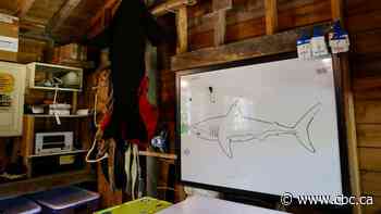 On Big Tancook Island, researchers are starting to fill in the gaps on white sharks