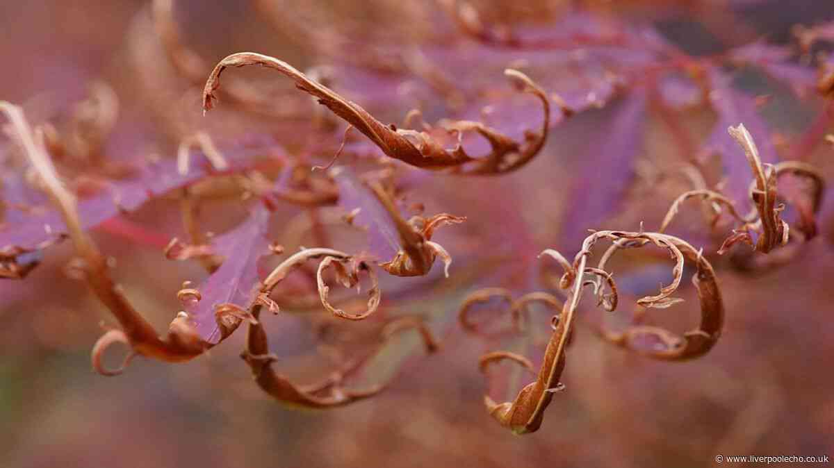 Japanese maples will thrive in summer if gardeners add 1 natural item to the soil