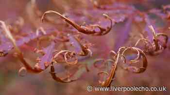 Japanese maples will thrive in summer if gardeners add 1 natural item to the soil