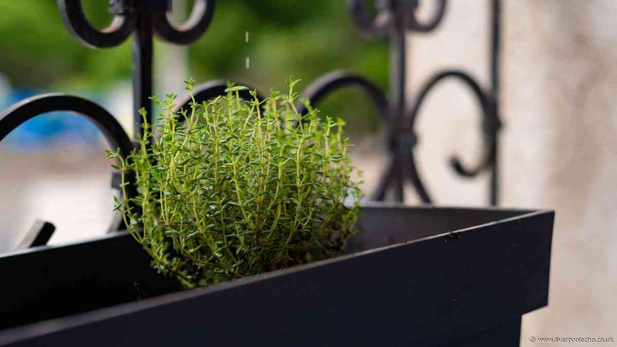 Keep herb pots alive during a UK heatwave with one simple change