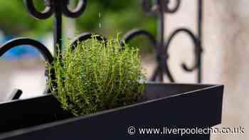 Keep herb pots alive during a UK heatwave with one simple change