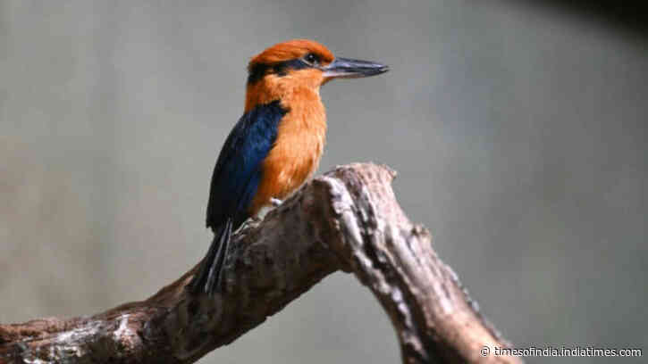 Guam kingfishers vanished from their home after invasive snakes devastated their species: Now scientists are restoring them with four new chicks