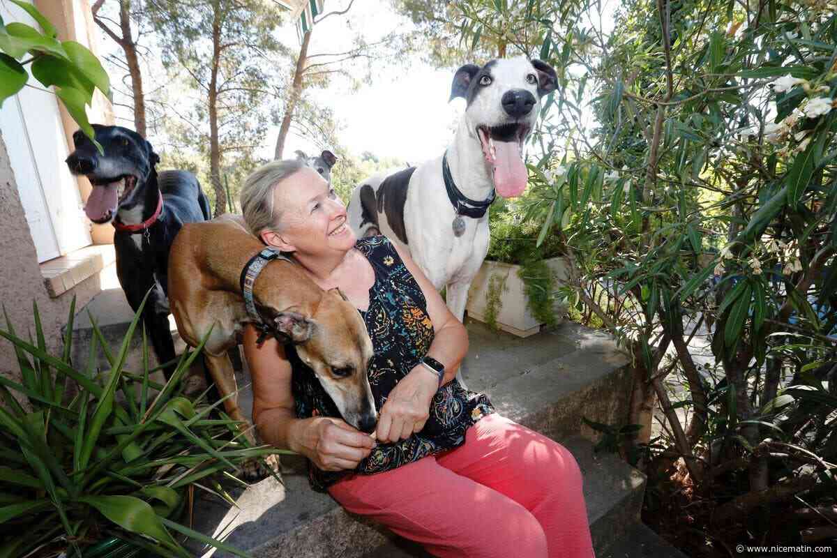 Dans le Var, l’élevage familial de lévriers, Bakara’s Greyhound de Cécile Duflos produit des champions nationaux et internationaux toute catégories depuis des décennies