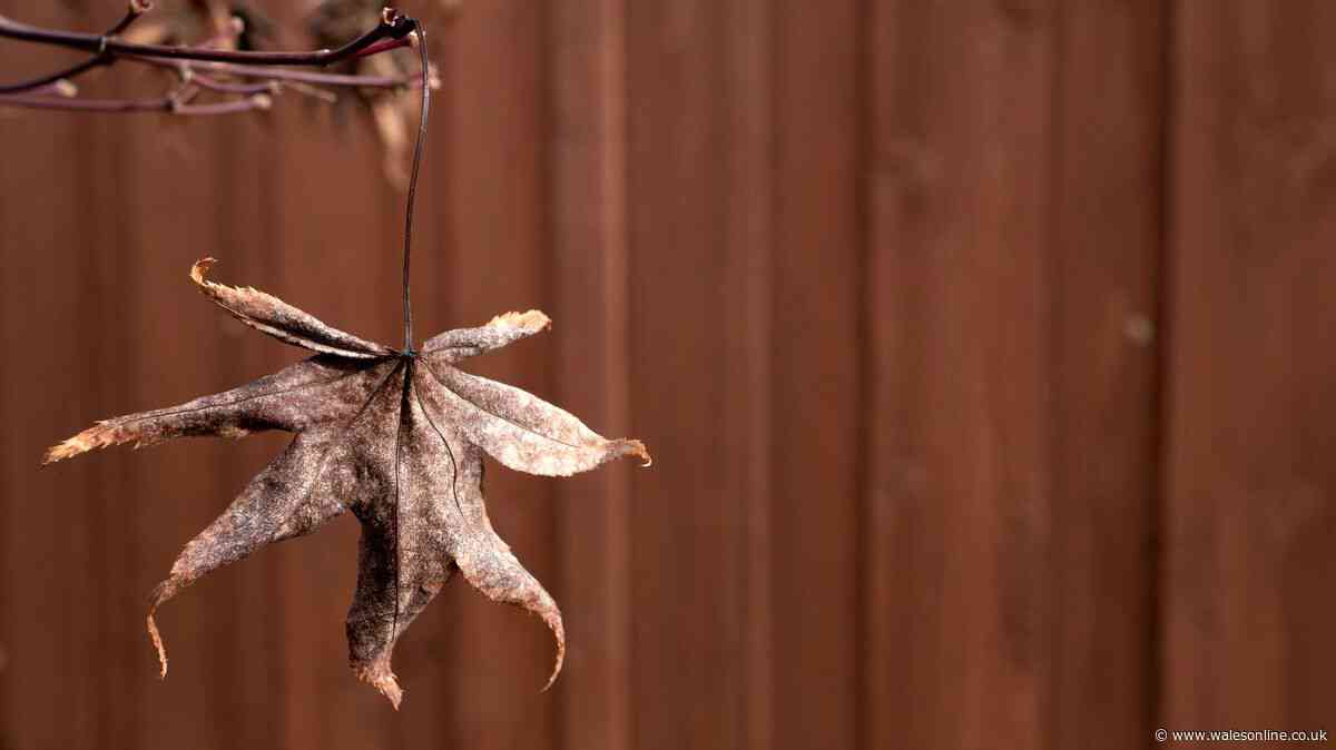 Japanese maples will thrive in summer if you add 1 natural material to the soil