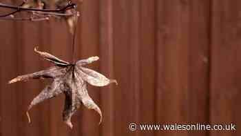 Japanese maples will thrive in summer if you add 1 natural material to the soil