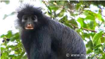 'Remarkable' new monkey species with prominent orange lips discovered in DR Congo