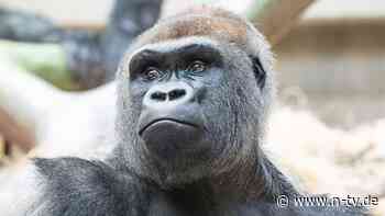 Vorfall im Zoo Basel: "Unbeabsichtigter Biss": Gorilla tötet eigenes Baby
