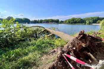 40 Jahre alter Baum stürzt in den Aasee