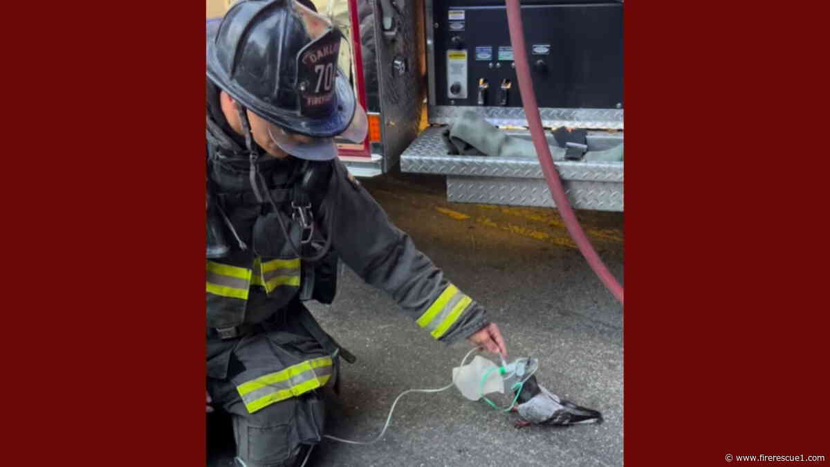 Video of Calif. FF giving O2 to pigeon goes viral