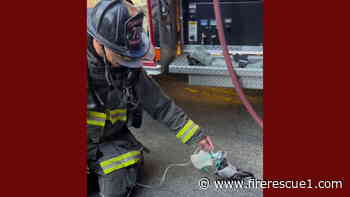 Video of Calif. FF giving O2 to pigeon goes viral