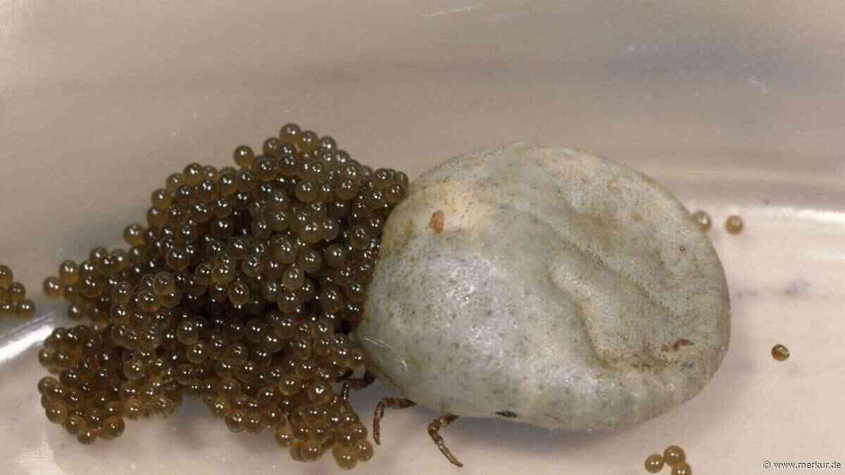 Kleine Kugeln, große Gefahr: So erkennen Sie ein Zeckennest im Garten sofort