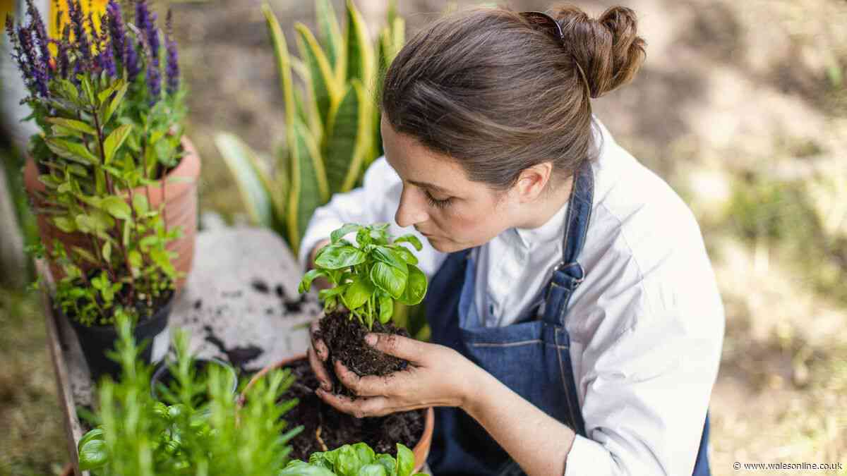 Welsh gardeners urged to do 1 weekly task to grow fuller, tastier basil leaves