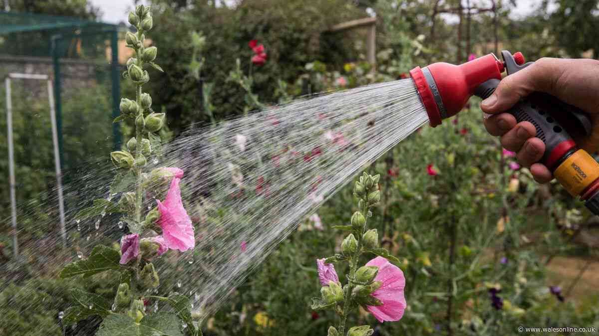 Wales set for hosepipe ban this weekend - full list of areas affected