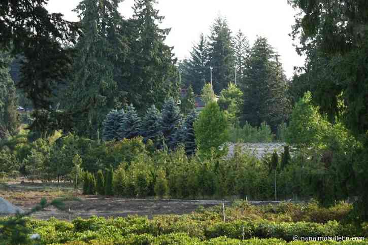 Nanaimo considers adopting tree-risk management and maintenance policy