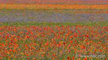 The rainbow magic of Italy's lentil bloom