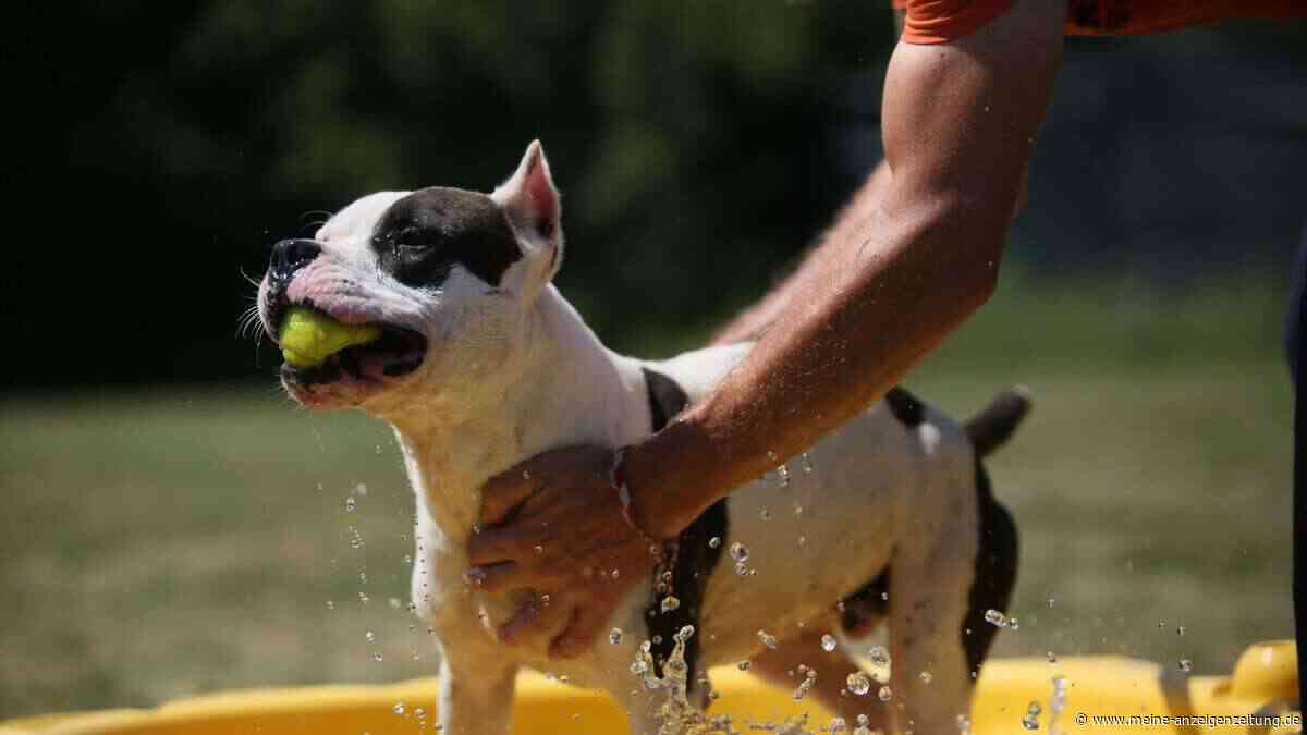 Tierarzt warnt: Übersehen Sie diese Anzeichen bei Ihrem Hund nicht – ein tödlicher Hitzschlag steht bevor