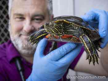 B.C. vet pleads with drivers to stop aiming at turtles crossing the road