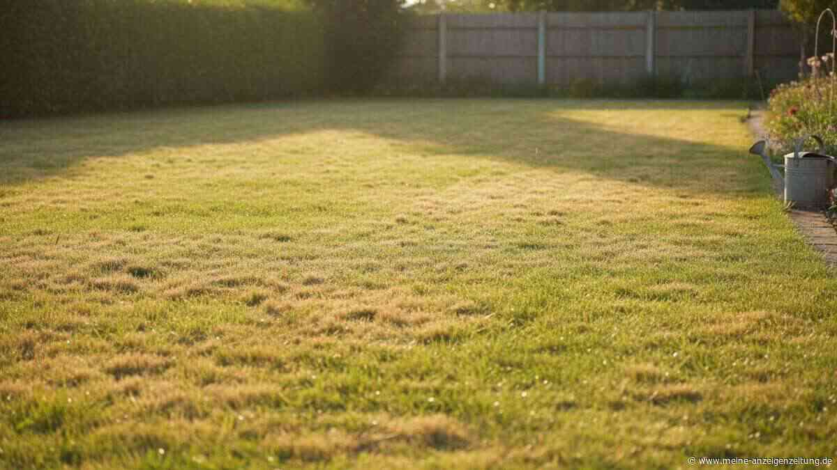 Warum Ihr Rasen im Sommer trotz Gießen gelb wird