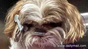 Postman caught on camera kicking blind shih tzu 'like a football', with pet dying from organ failure