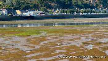Man rescued after getting trapped in mud at Welsh harbour