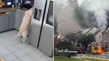 Überwachungskamera filmt Vorfall: Hund betätigt Toaster und setzt Haus in Brand