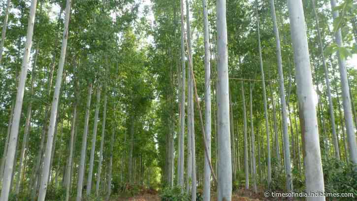 Scientists grew the same invasive plants in Europe and North America and found 91% showed this strange behavior in new environment