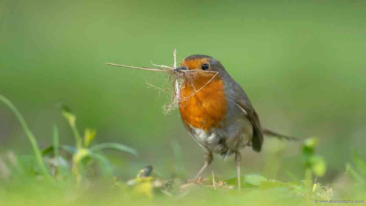 Gardeners urged to do 1 simple garden task now to help protect robins this summer