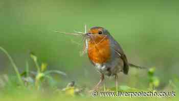 Gardeners urged to do 1 simple garden task now to help protect robins this summer