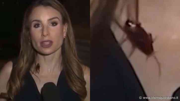 Un enorme scarafaggio le cammina sul collo mentre è in diretta: la giornalista resta impassibile davanti alle telecamere, poi la reazione sorprende tutti