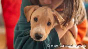 Dogs Trust say owners 'misunderstand' one of the greatest acts of love