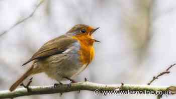 Welsh gardeners urged to put 1 vital item in gardens now to protect robins
