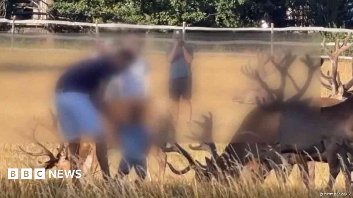 Warning as families seen petting 'dangerous' deer