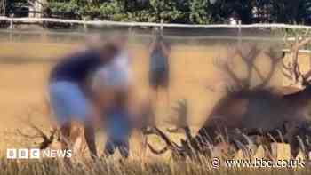Warning as families seen petting 'dangerous' deer