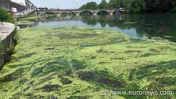 Po river choked by algae bloom as Italy battles heat and navigability woes