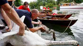 King’s Swan Upping on the Thames shows healthy cygnets but rising litter
