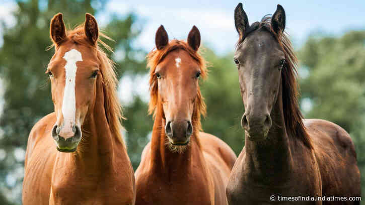 Scientists showed horses silent videos of wolves and found their hearts raced even when...